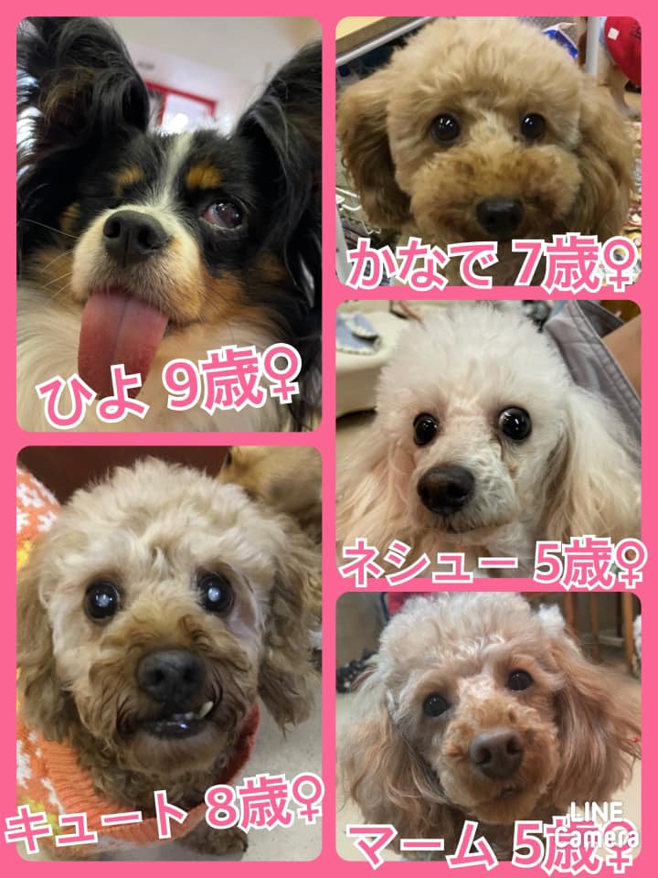 🐾今日の里親様募集中ワンコ🐶メンバーです🐾2021,2,3